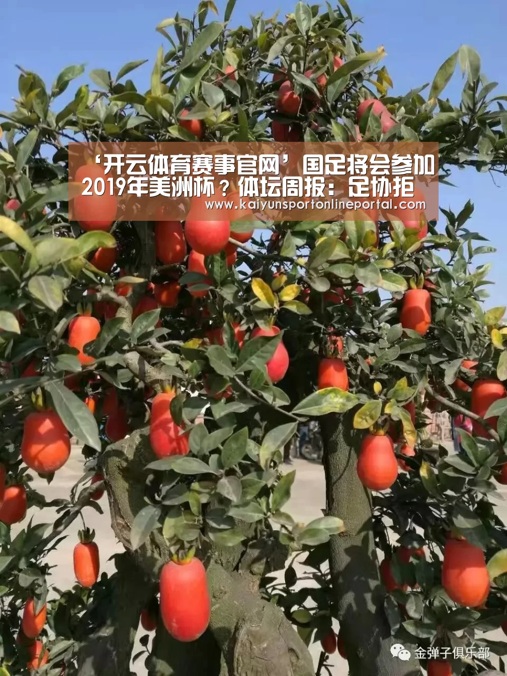 开云体育赛事官网